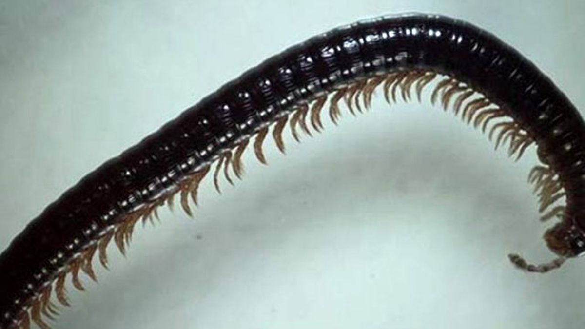 750 Ayaklı Canlı Bulundu