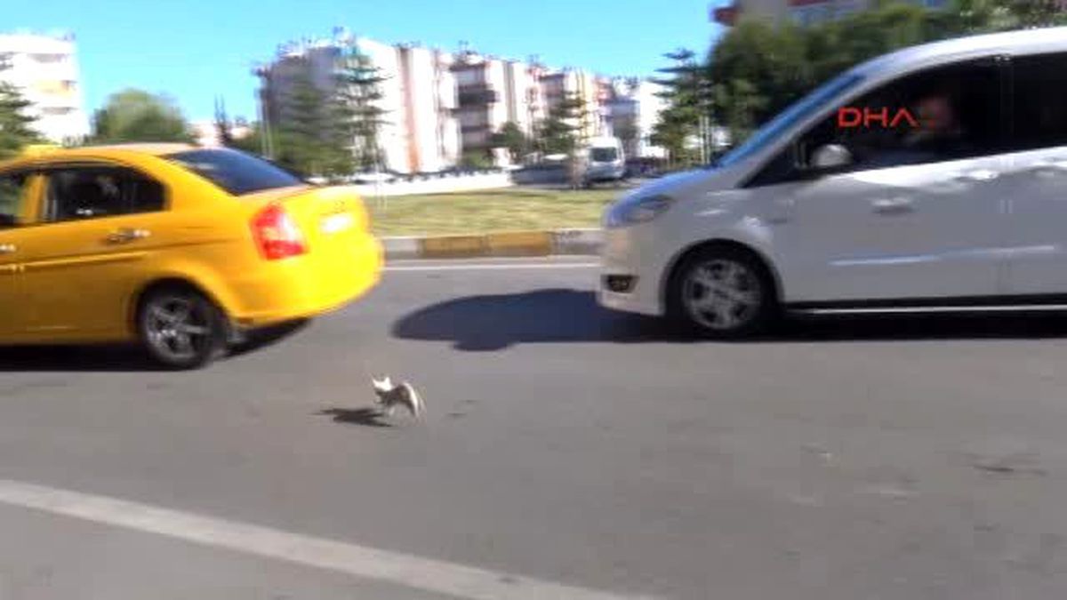 Antalya Hayvansever Kadının Kedi Kurtarma Operasyonu