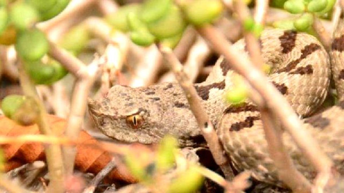 Cerastes" Snake Found İn Küre Mountains