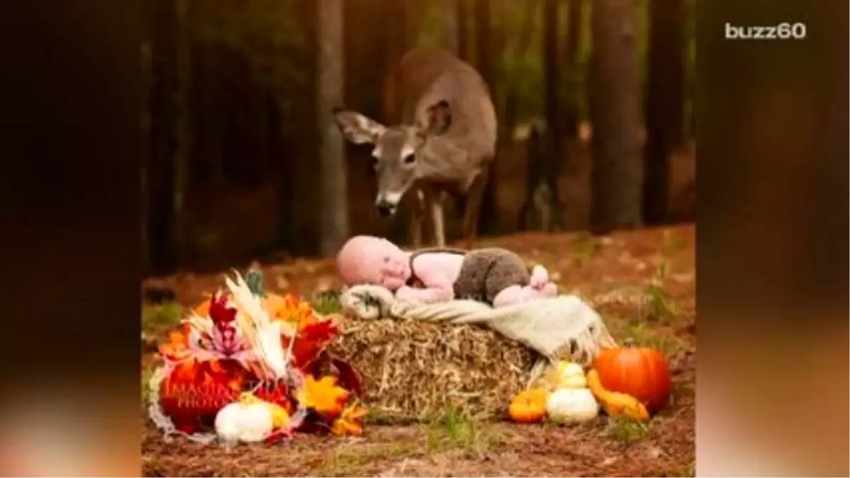 Deer Photobombs Newborn\'s Forest Photo Shoot