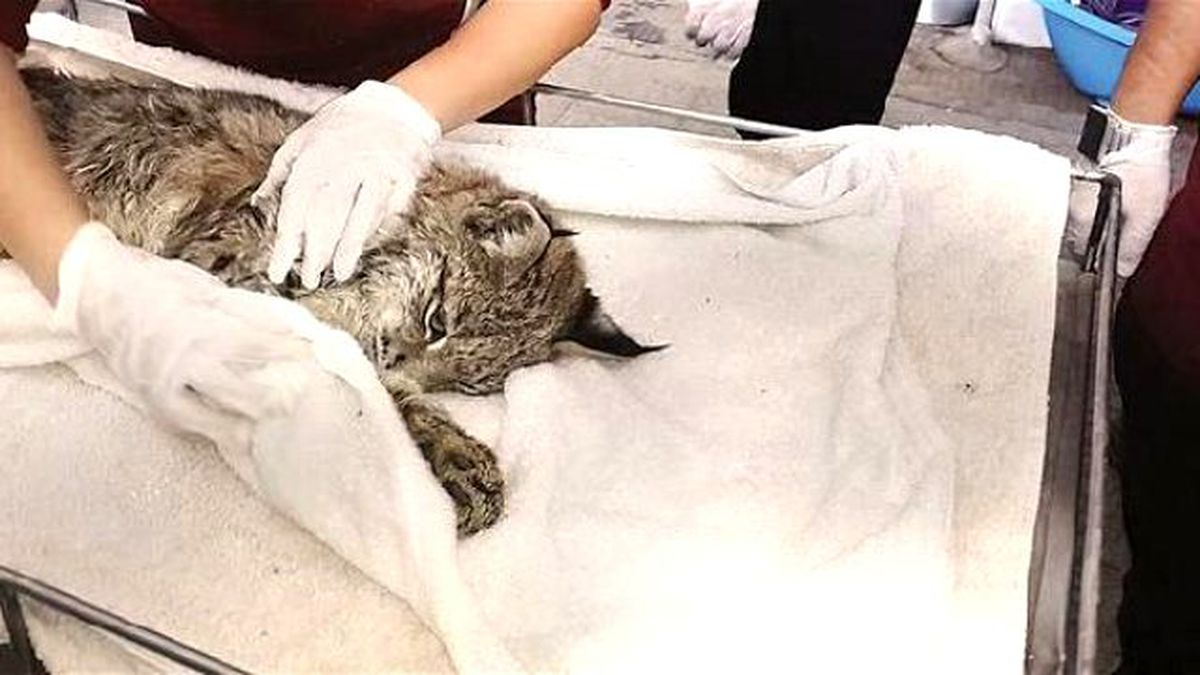 Endangered Caracal Shot By Hunters İn Black Sea Province