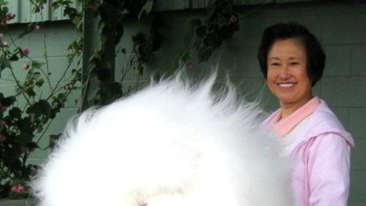 Evinde Tavşan Besleyen Kadın, Hayvanı Tanınmaz Hale Getirdi