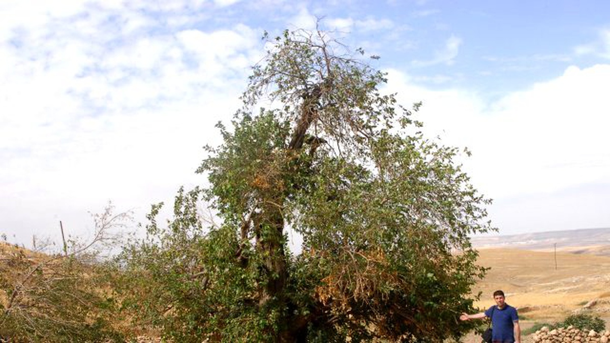 Ezidilerin Kutsal Asırlık Kutsal Ağaçları