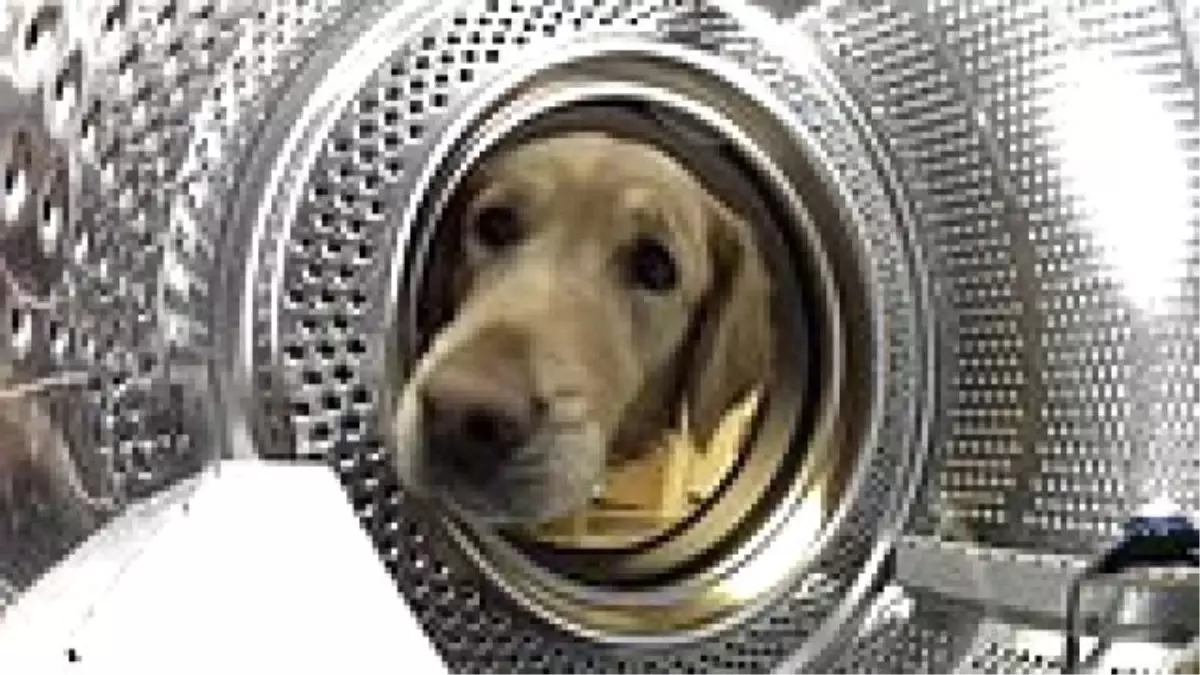 Oyuncak Ayısını Her Yerde Arayan Endişeli Golden Retriever\'ın Sevimli Hali