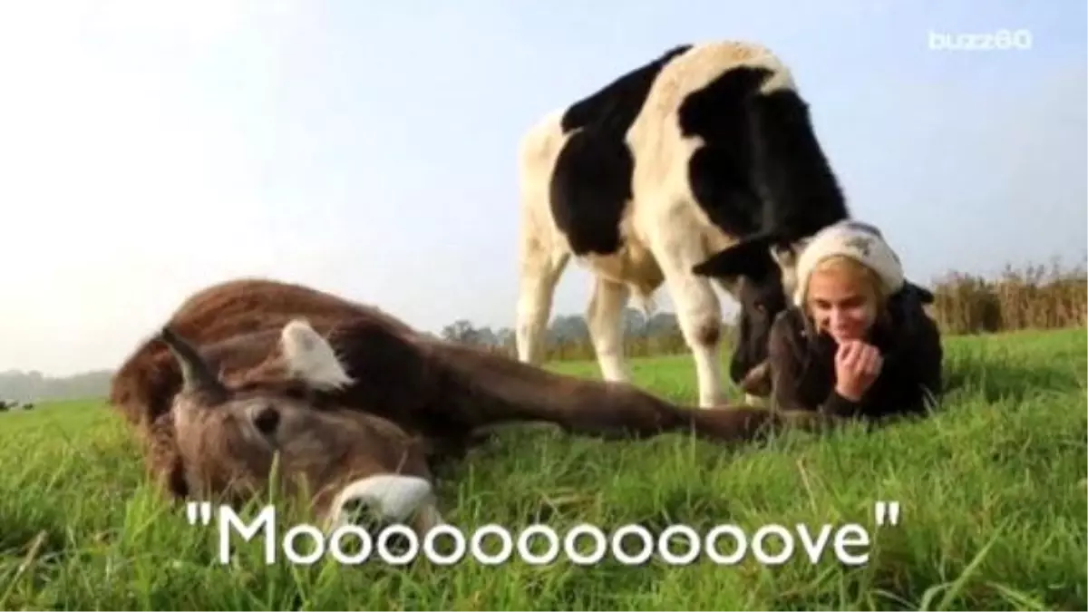 Playful Cow Asks For Hugs From Humans