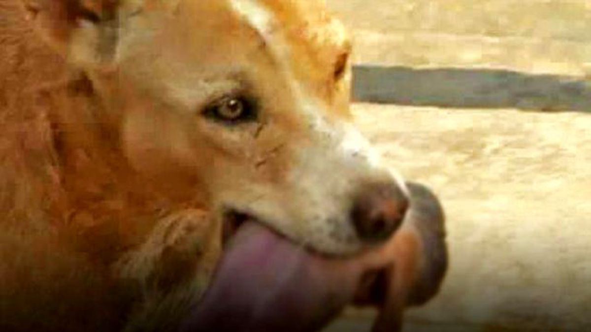 Sokak Köpeği, Terk Edilmiş Yeni Doğan Bebeğin Hayatını Kurtardı