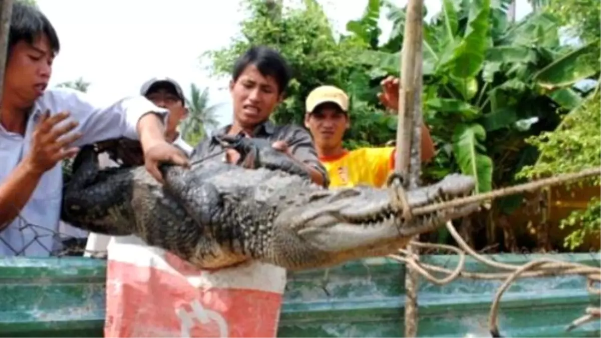 580 Timsah Firar Etti, Evlere Daldı!