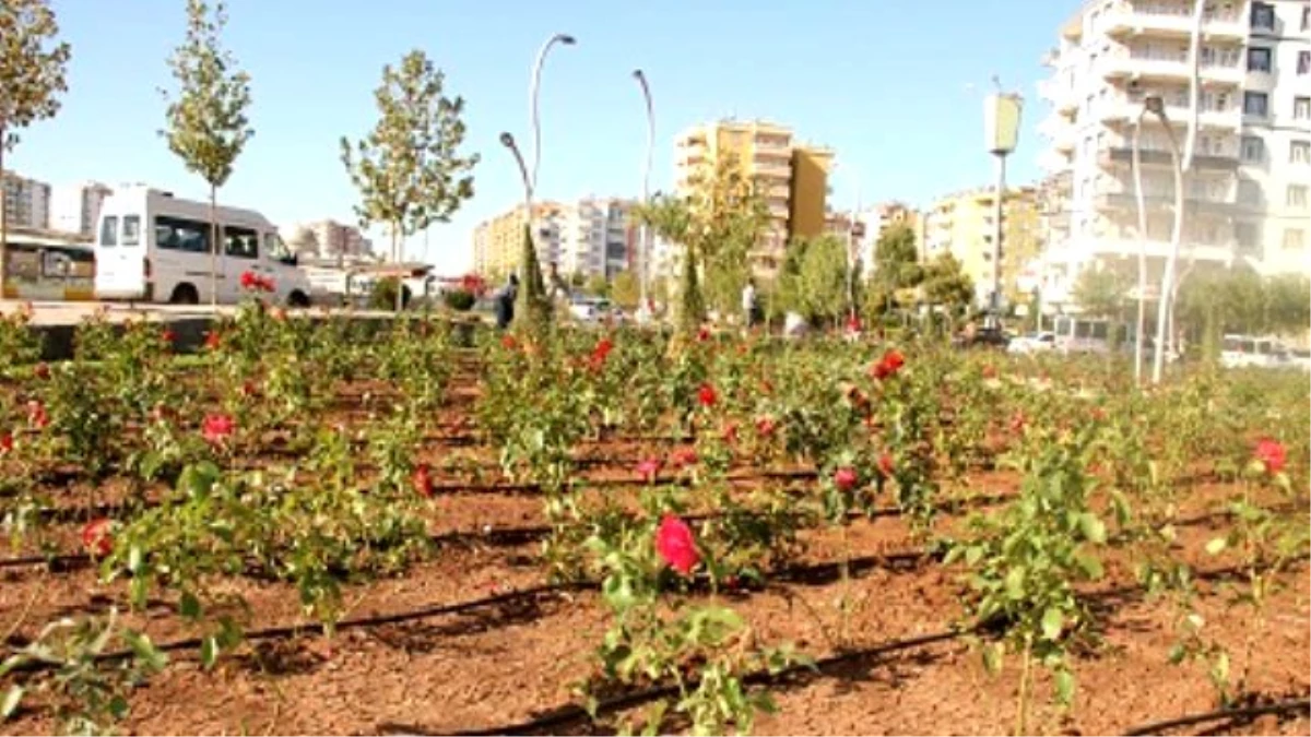 Diyarbakır\'ın Gül Bahçeleri Yeniden Yeşeriyor