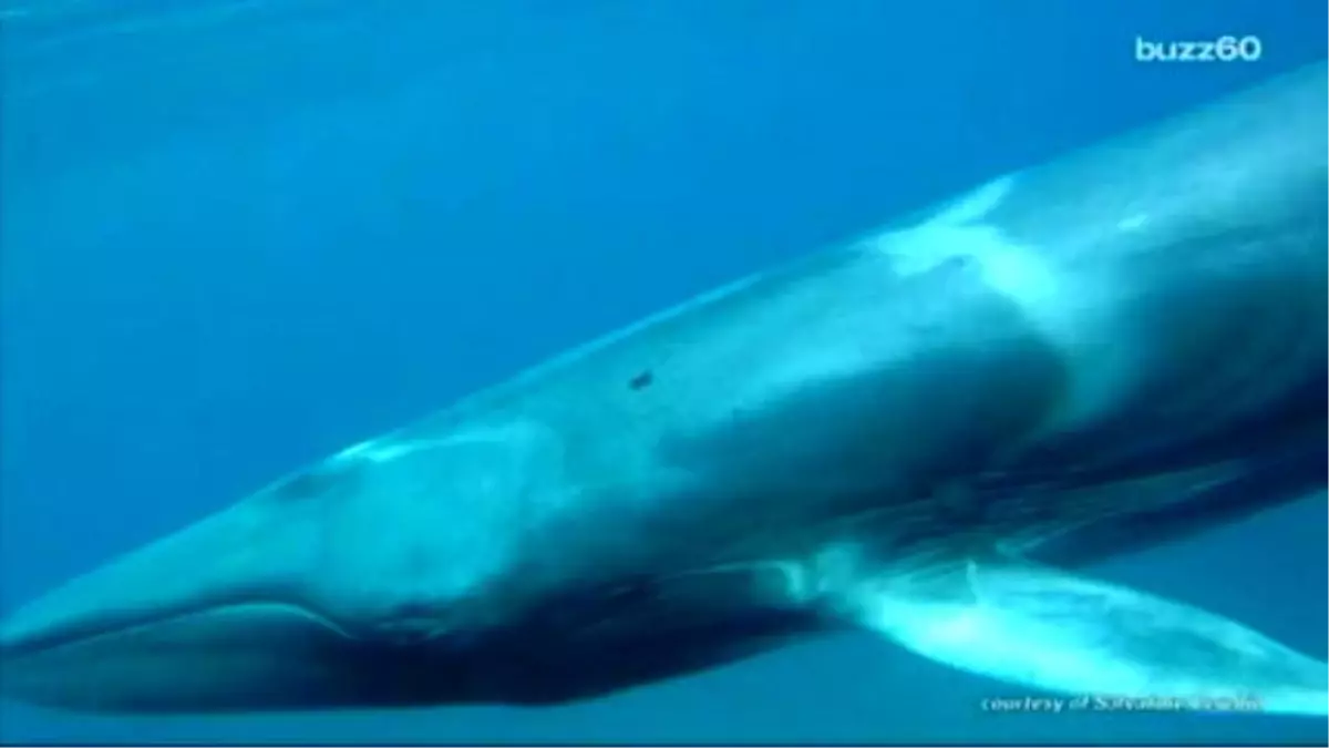 First Footage Of Rare Omura\'s Whale Taken