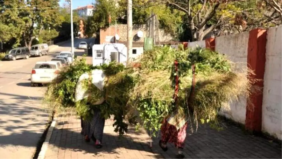 Hayvanlarının Yiyeceği Otu Sırtlarında Taşıdılar