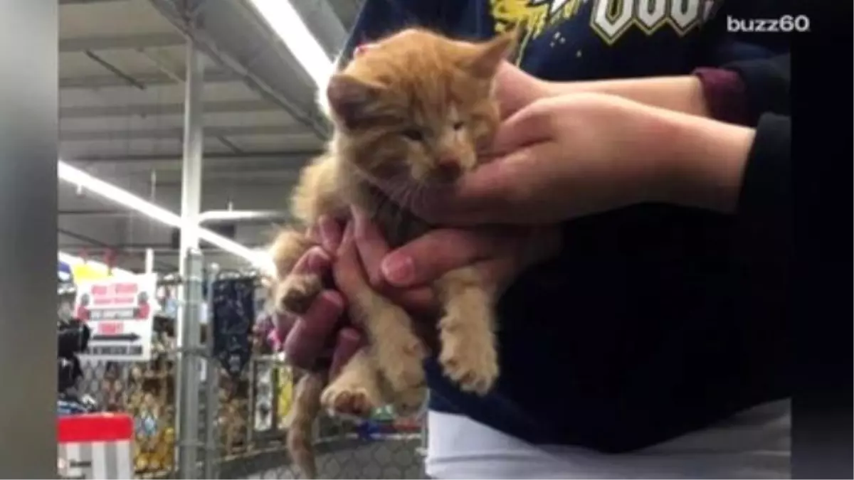 Kitten With No Eyes Gets A Loving Home