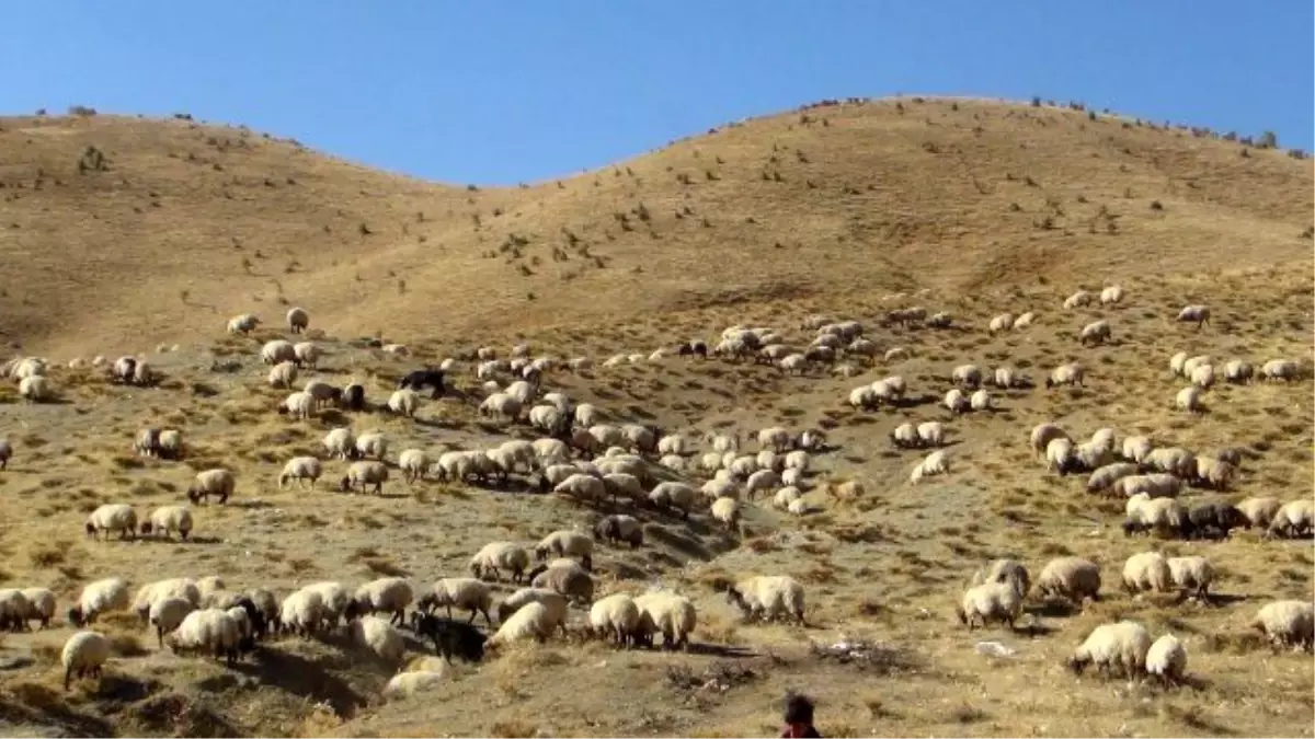 Koçerler Yaylaları Erken Terk Etti