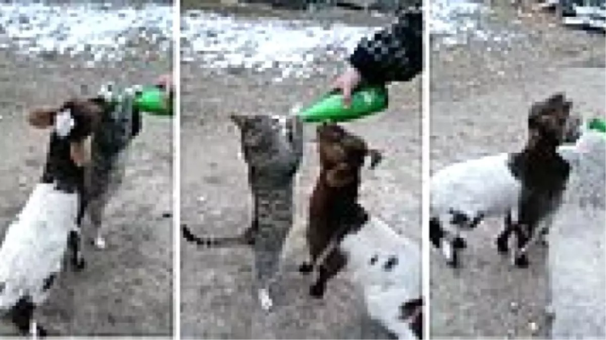 Küçükbaş Hayvanların Rızkına Göz Koyan Süt Hastası Kedi