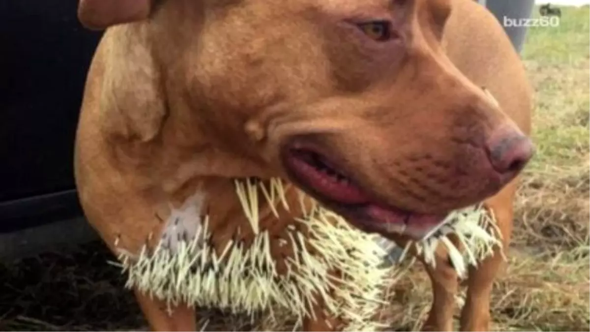 Strangers Chip İn To Help Dogs İnjured By Porcupine Quills