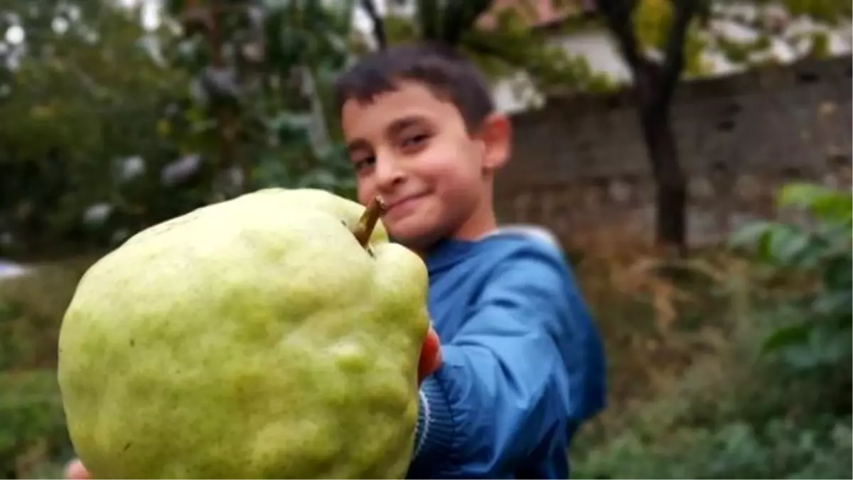 Aksaray\'da 1 Kilogram Ağırlığında Armut