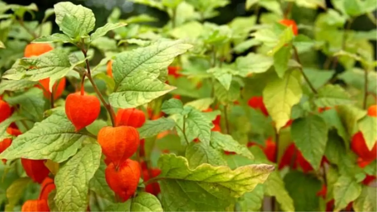 Altın Çileğin Faydaları Nelerdir?