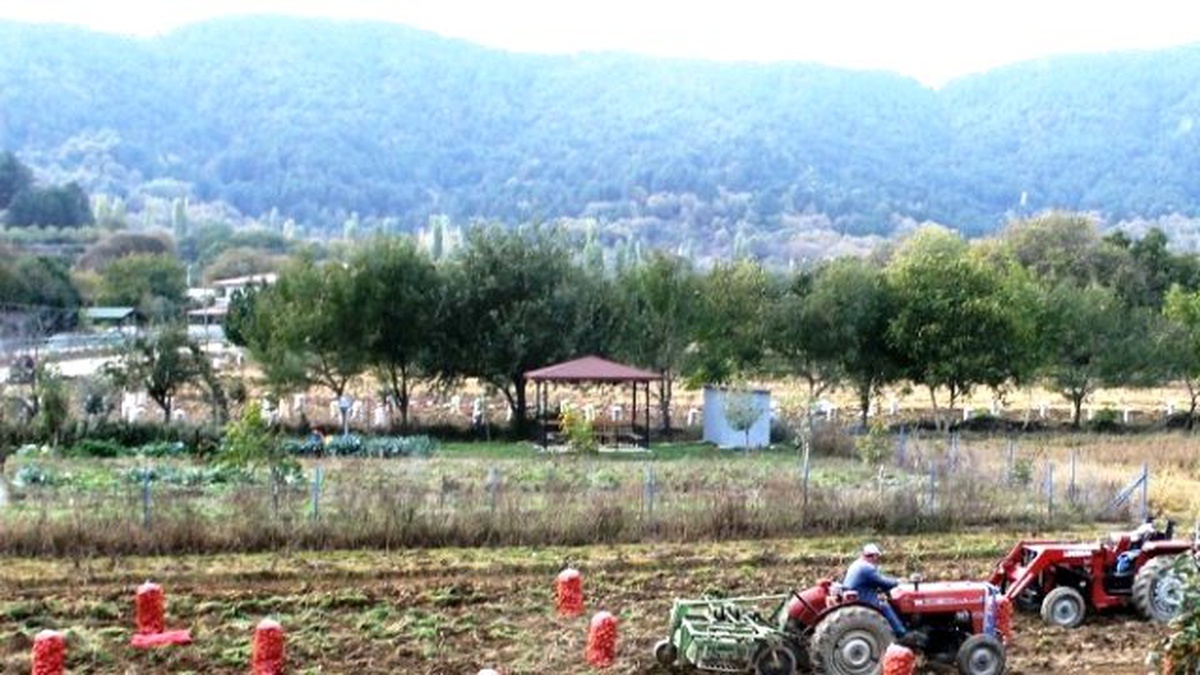 Fiyatı Bir Dönem 5 Liraya Kadar Çıkan Patates 40 Kuruşa Düştü