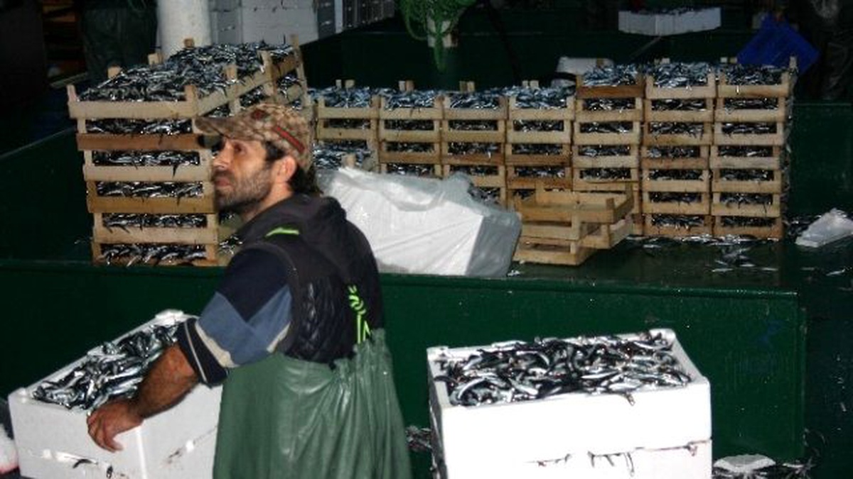 Hamsi Bolluğu Balıkçıların Yüzünü Güldürdü