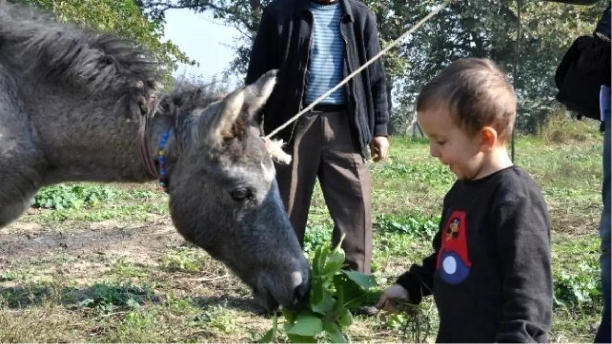 İki Yavrunun Muhteşem Dostluğu