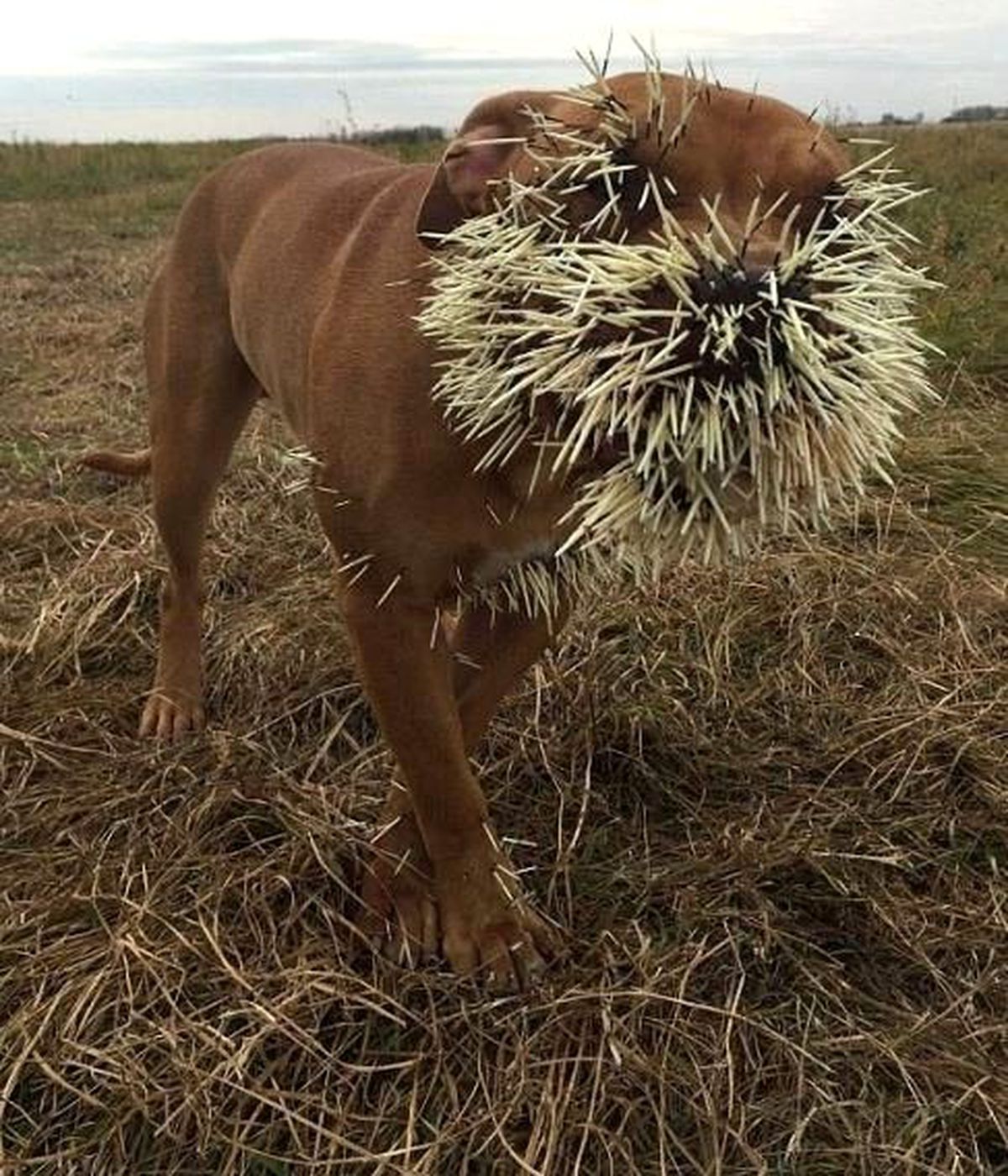 Kirpi, Yanına Yaklaşan Köpekleri Delik Deşik Etti
