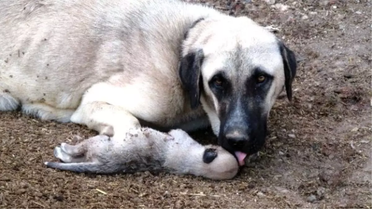 Köpek Ölen Yavrusundan Ayrılamadı