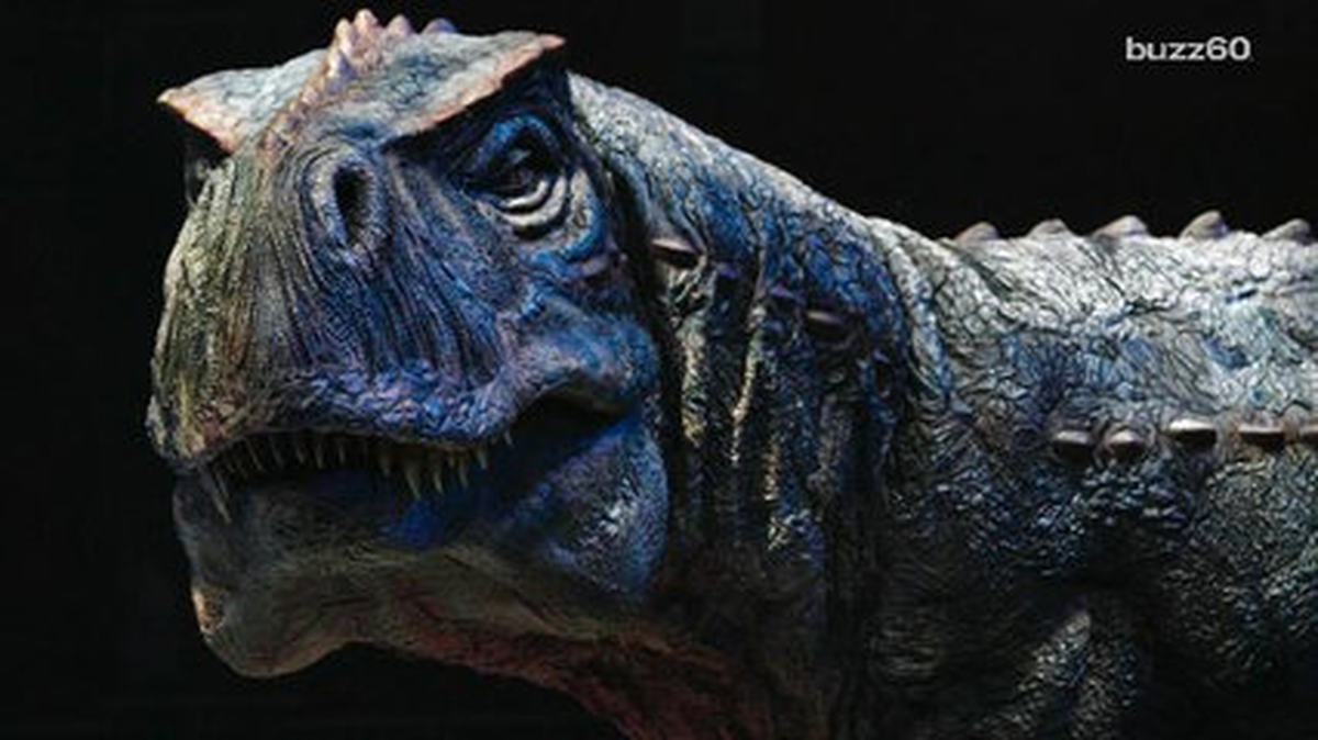 More Proof Tyrannosaurus Rex Was A Cannibal