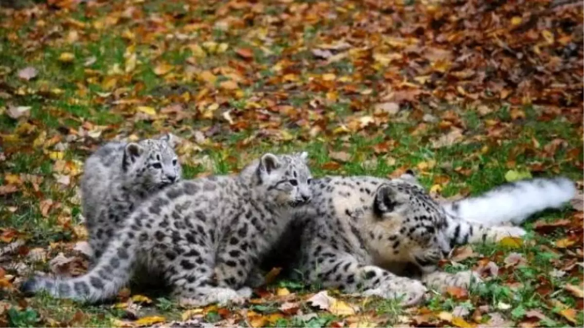 Nürnberg Hayvanat Bahçesinin İki Küçük Kar Leoparı Gün Yüzüne Çıkarıldı