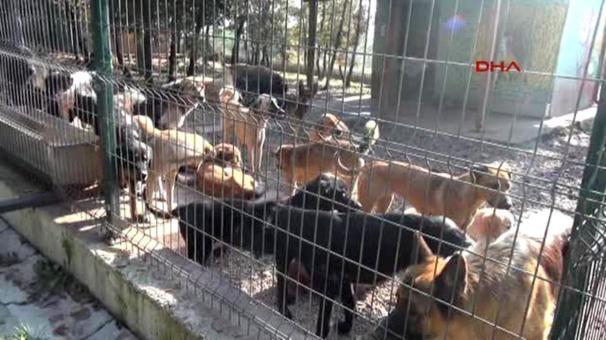 Sakarya - Barınaktaki Hayvanlara Klasik Müzik Dinletiliyor