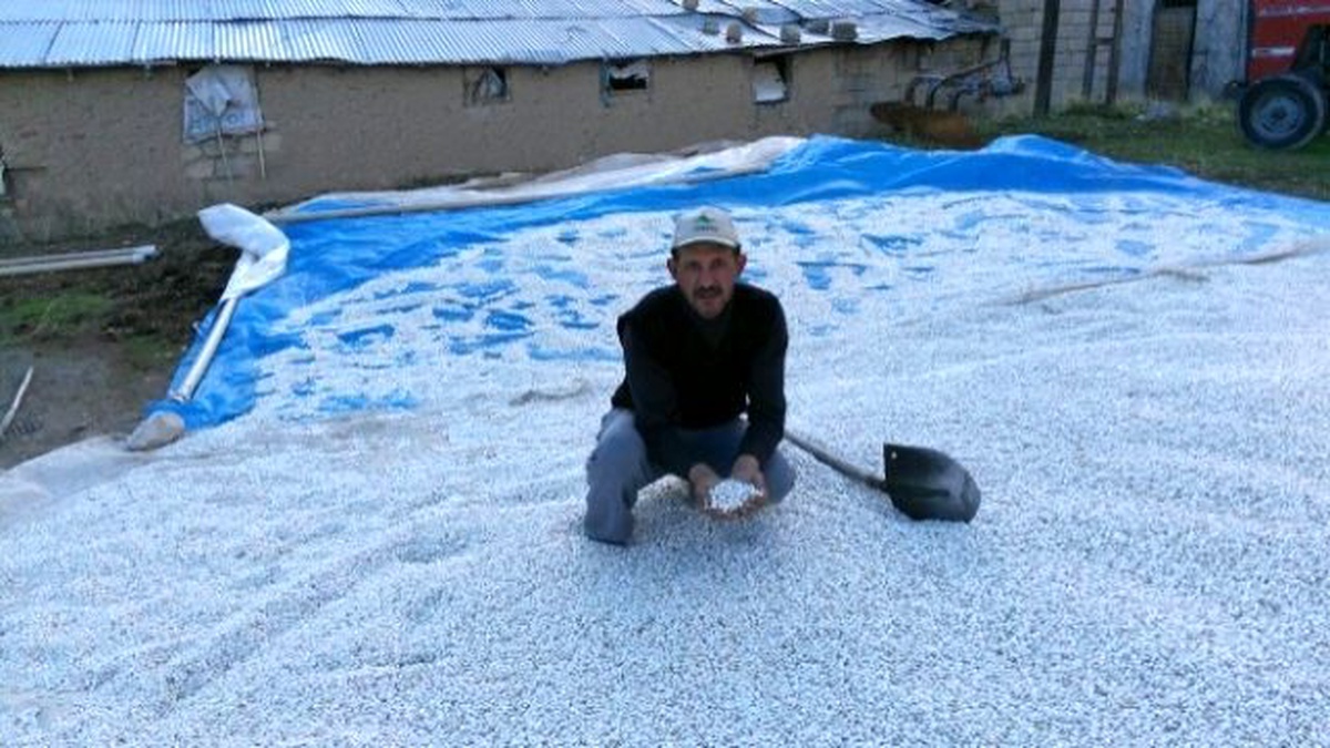 Terör Olayları Fasulye Üreticilerini Olumsuz Etkiledi