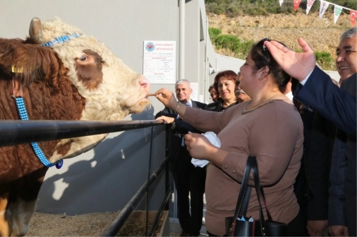 Anadolu Expo 2. Canlı Hayvan Fuarı Devam Ediyor