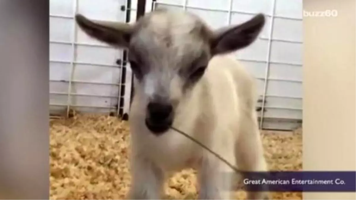 Baby Goat Stolen From Arizona State Fair Has Been Found