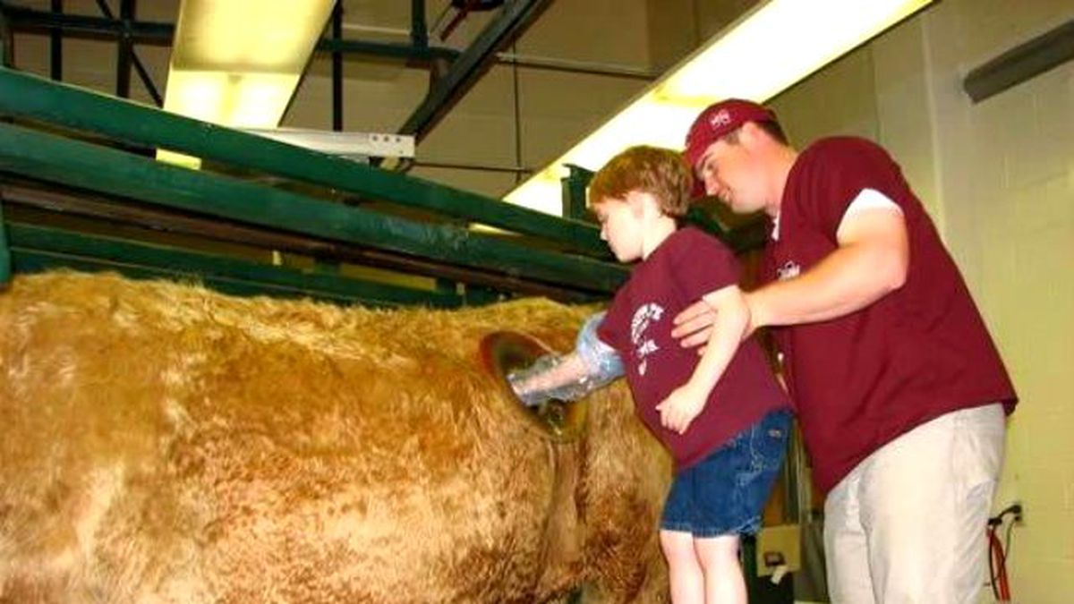 İneklerin Karınlarına Açılan Delik Hayvanseverleri Ayaklandırdı