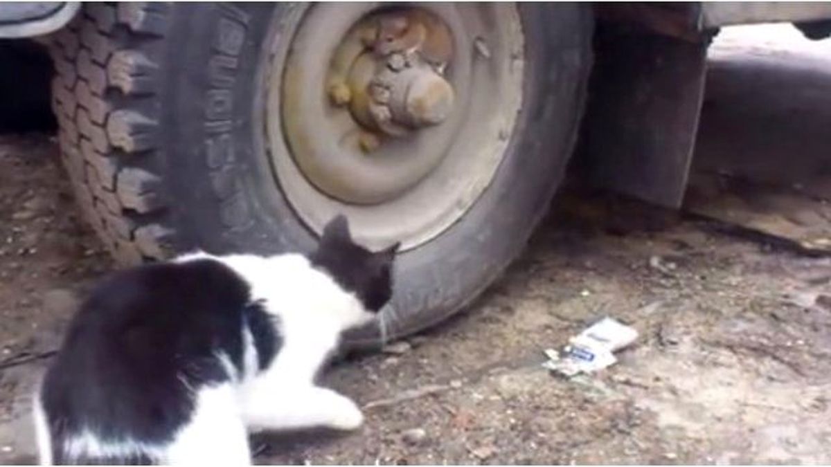 Kediden Kaçan Fare, Araba Lastiğine Sığındı