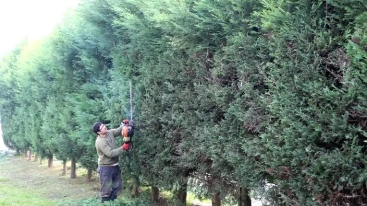 Sapanca\'da Bakım Çalışmaları Devam Ediyor