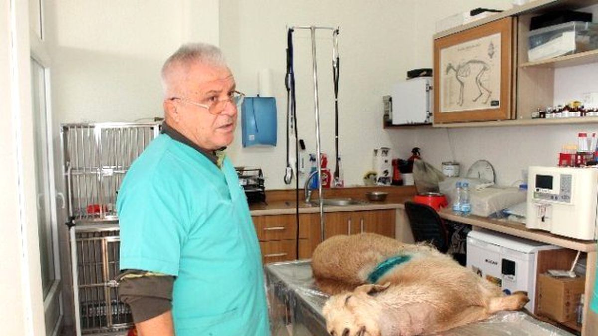 Aç Kurtlar Keçilere Saldırdı