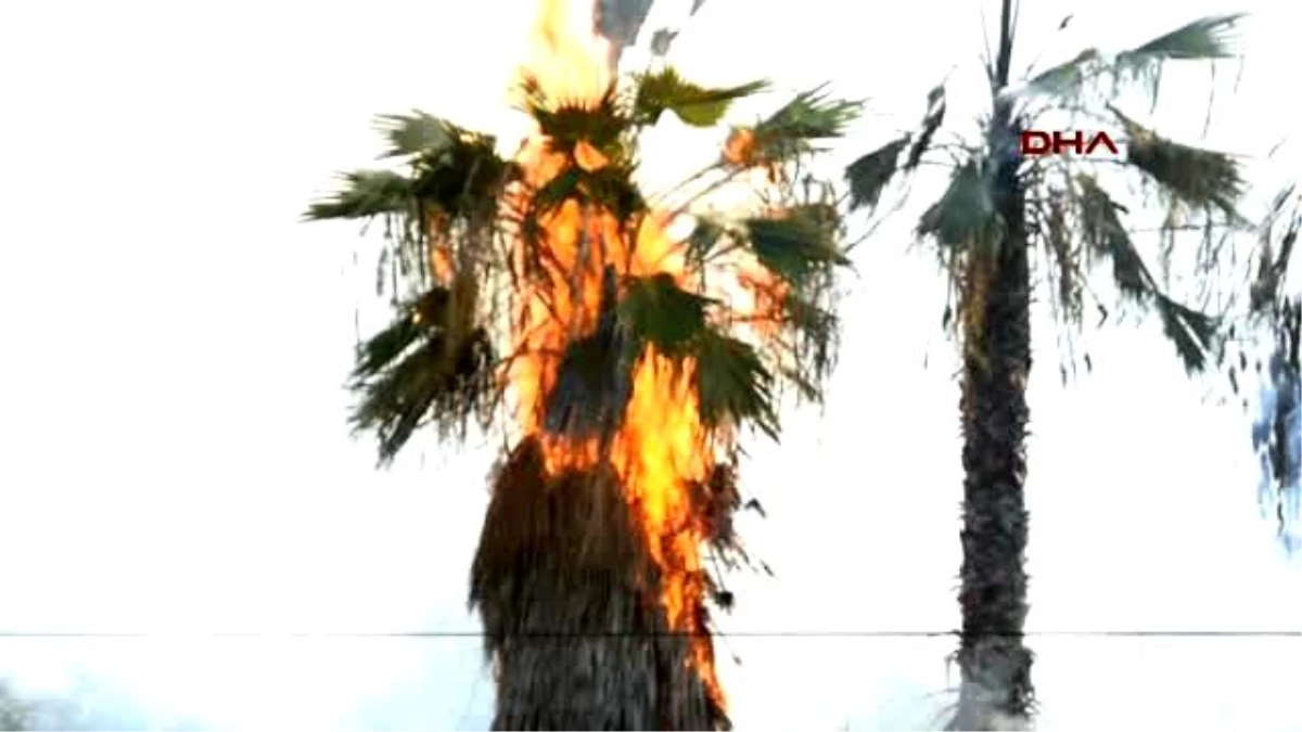 Bodrum Bahçesindeki Palmiye Ağaçlarını Ateşe Verdiler