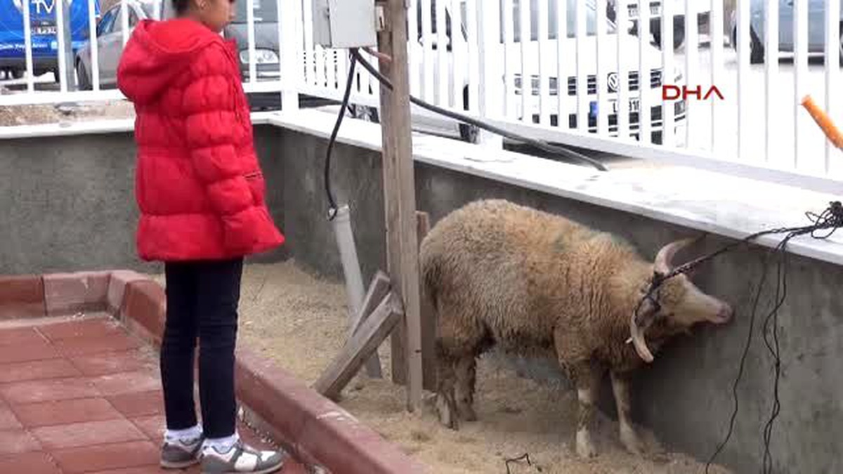 Eskişehir Kuzupark\'ta Çocuklar İstemeyince, Kurban Kesilmesini Vali Tuna Önledi