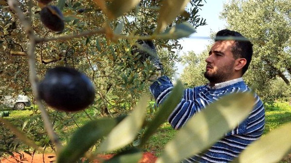 Bursa\'da Zeytin Hasadı Başladı