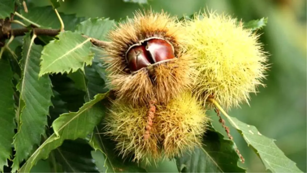 Sağlıklı Diyetin Dostu Kestane