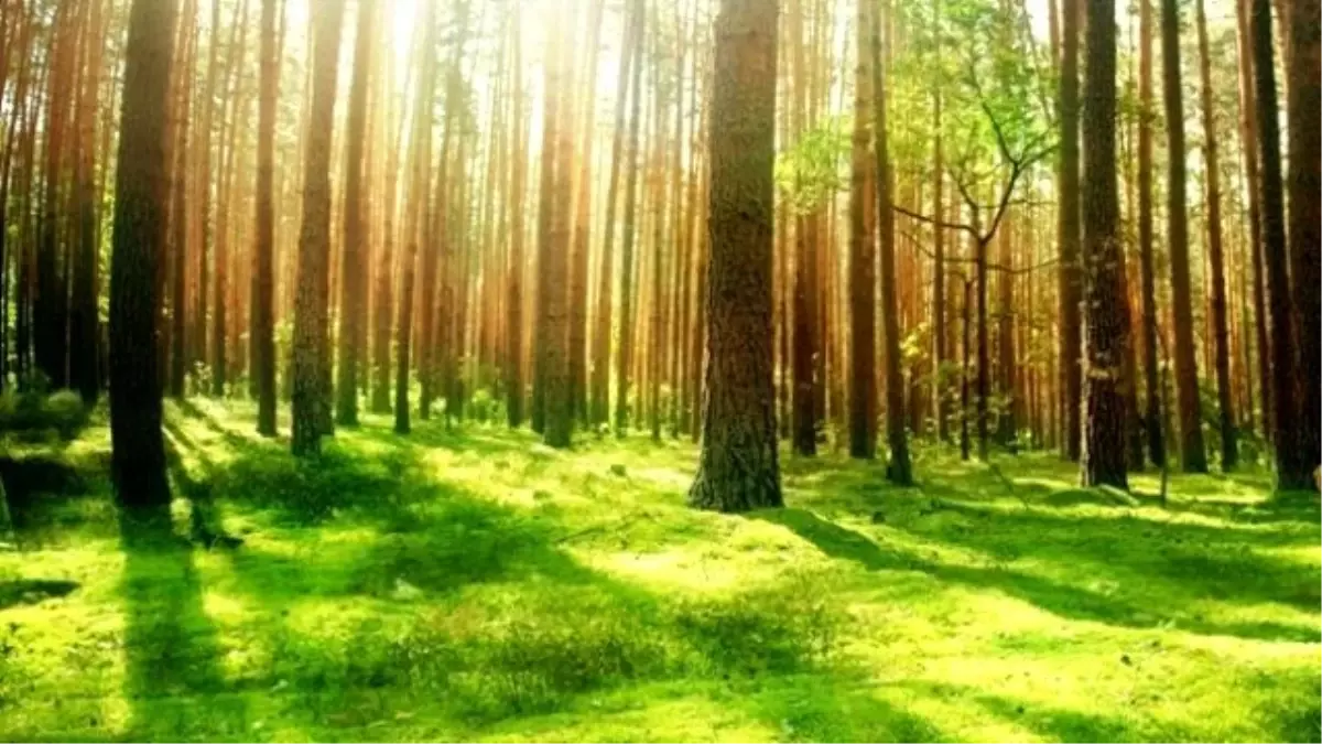 20 Yıldır Kayıp Olan İspanyol, İtalya'da Ormanda Bulundu