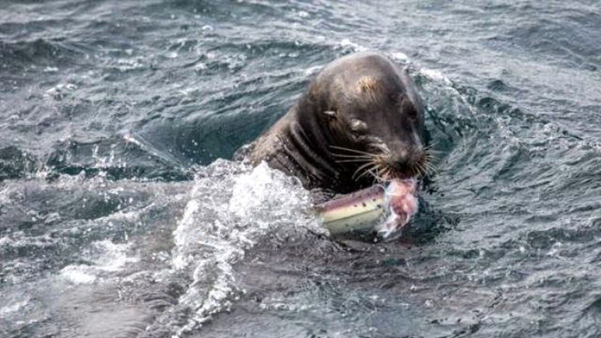 Deniz Aslanı, Köpekbalığını Yedi