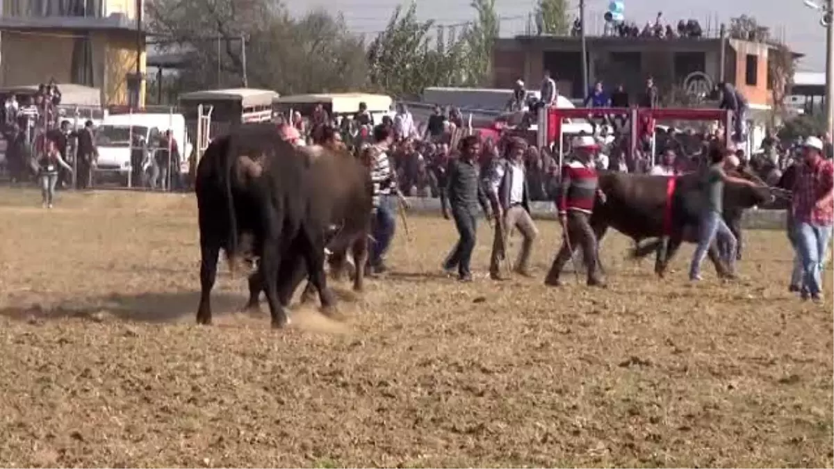 Güreş Alanından Kaçan Boğa Bir Kişiyi Yaraladı