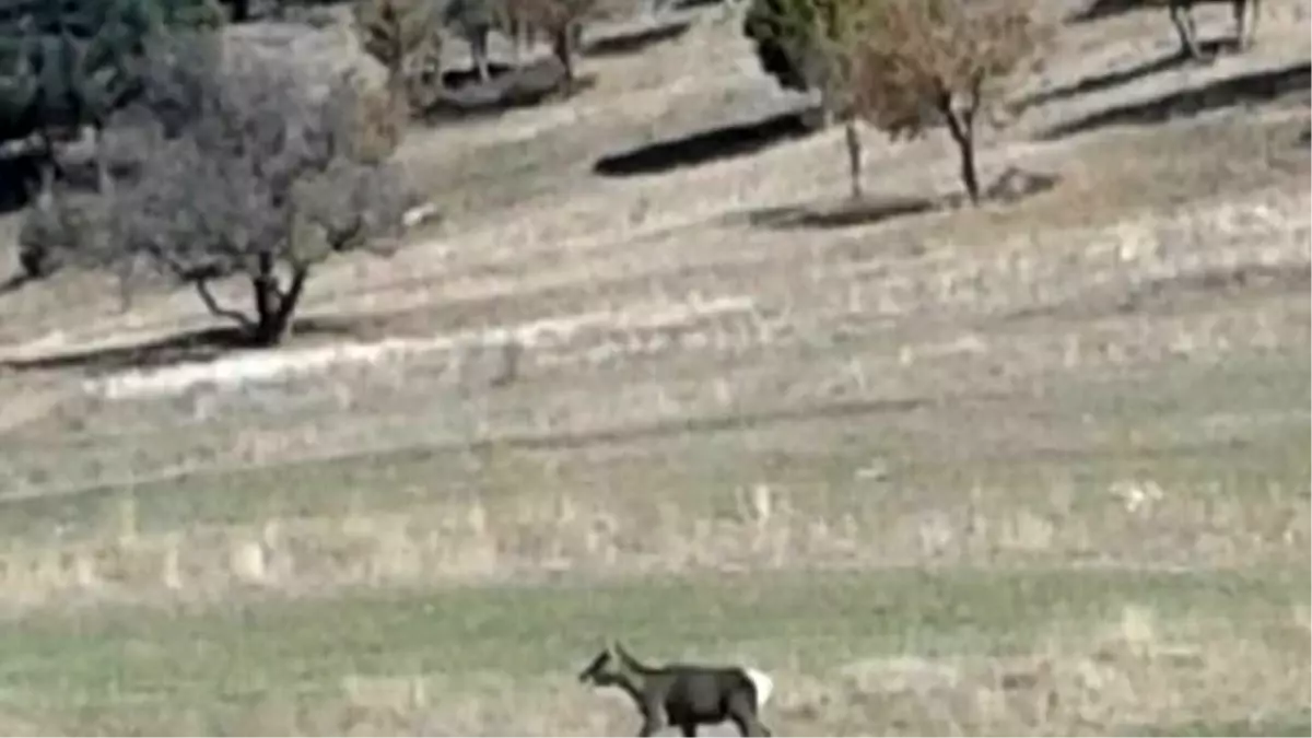 Kızıl Geyikler Karadeniz Ormanlarında Görülmeye Başlandı