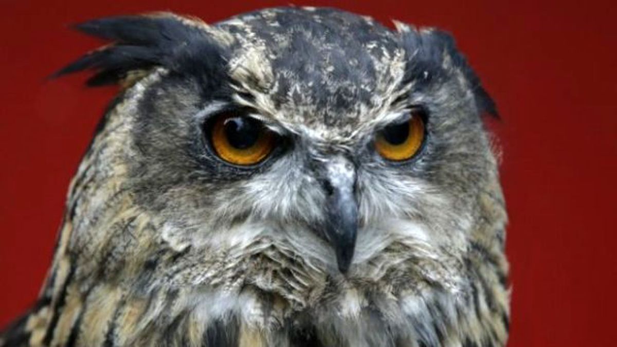 50 Kişiyi Yaralayan Baykuşa Ömür Boyu Hapis