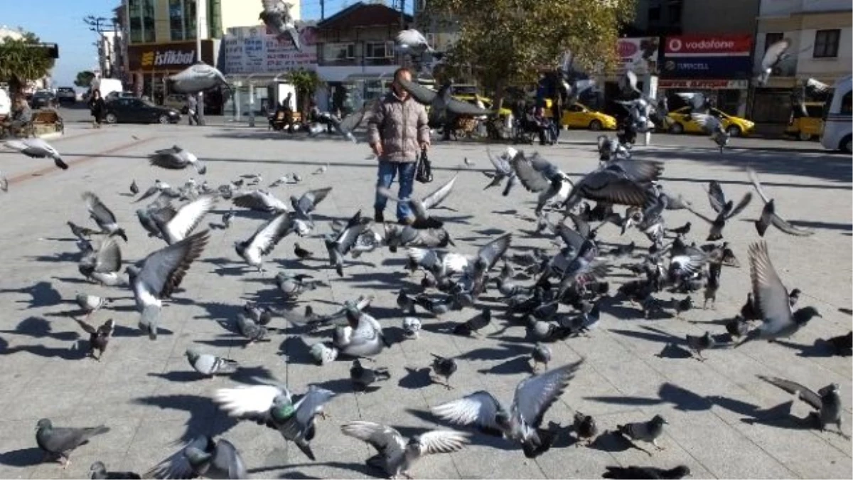 Burhaniye Meydanına Güvercin Güzelliği