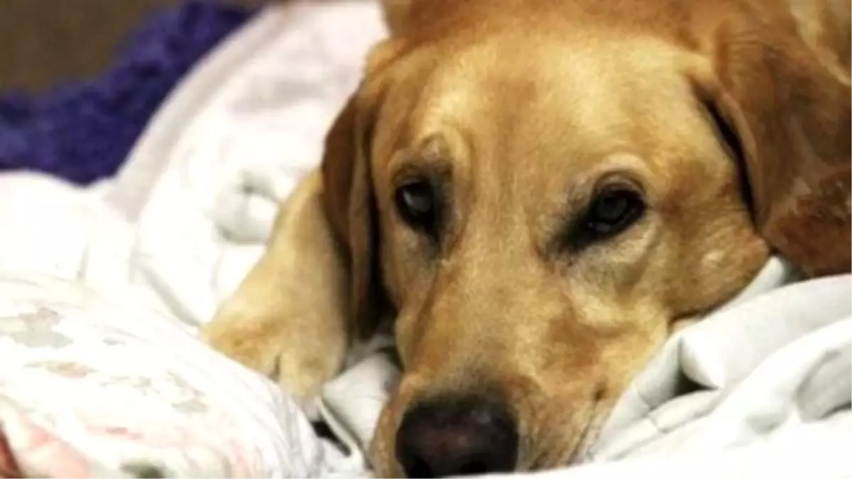 Dog İmpaled With 5-foot Rod Walks Out Of Hospital With Tail Wagging