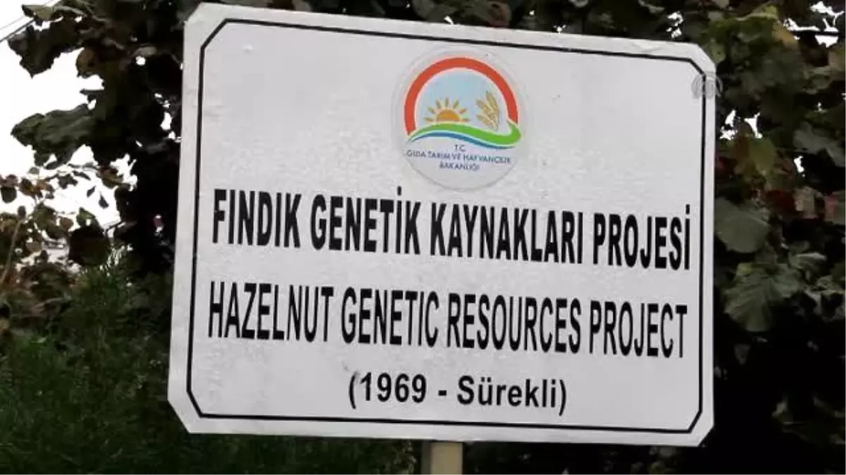 Dünyanın Fındık Gen Mirası Giresun\'da Korunuyor