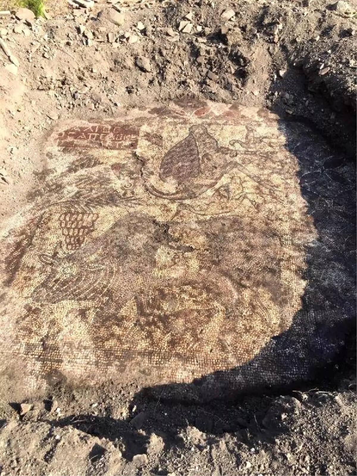 Illegal Digs Unearth Mosaics