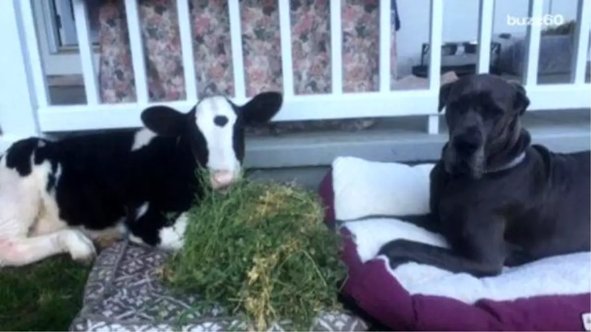 This Rescued Cow Thinks He İs A Dog