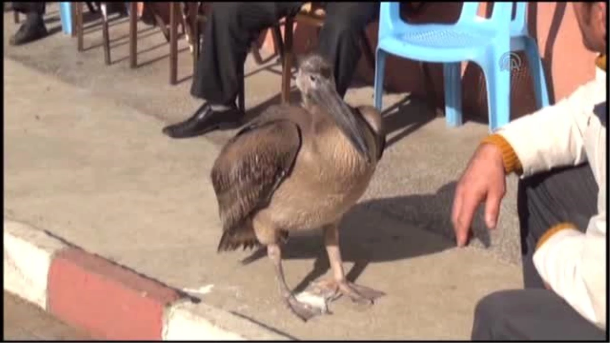 Uçamayan Pelikana Belediye Sahip Çıktı